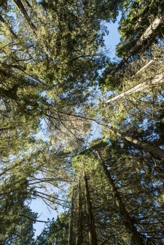 Looking straight up in a forest of towering trees