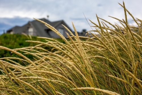 Looking through dune grass - Australian Stock Image