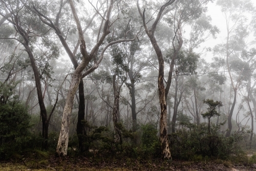 Looking through misty bushland