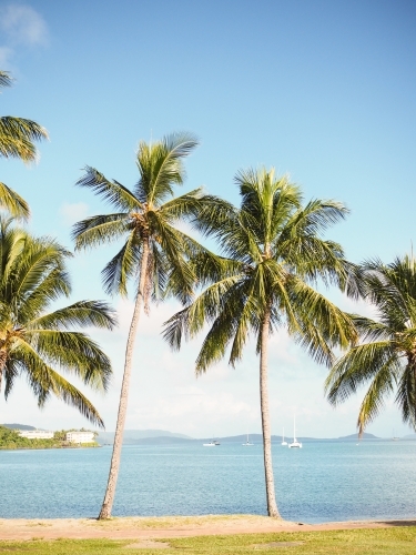 Looking through palm trees to boats on water