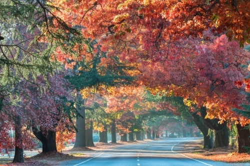 Looking through the avenue while autumn trees provide a canopy - Australian Stock Image