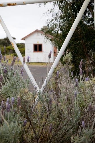 Looking through white fence to small white cottage with lavender in the foreground - Australian Stock Image