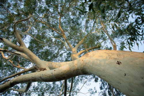 Looking up a gum trunk into the canopy - Australian Stock Image