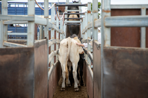 Looking up a race, loading cattle on a truck - Australian Stock Image