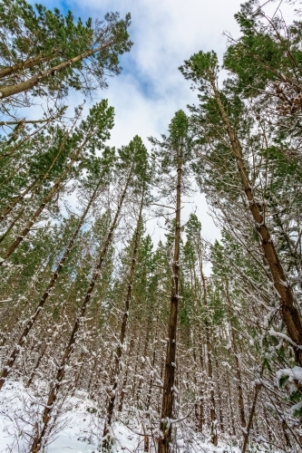 Looking up at a forest of tall slender pine trees covered in snow
