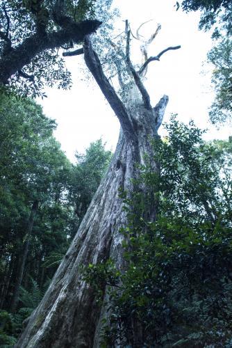 Looking up at forest canopy and biggest tree in NSW