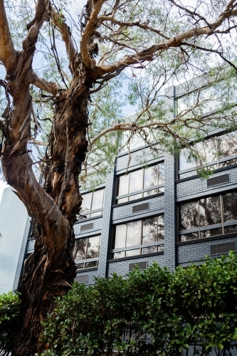 Looking up at high rise city buildings in Sydney with tree beside them - Australian Stock Image