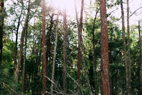 Looking up at light shining through the tops of tall trees - Australian Stock Image