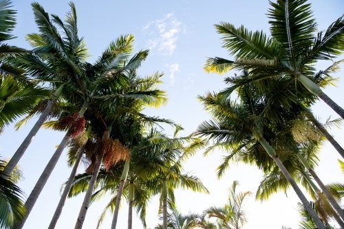 Looking up at Queensland palms - Australian Stock Image