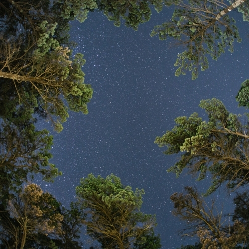 Looking up at starry night sky with trees in foreground - Australian Stock Image