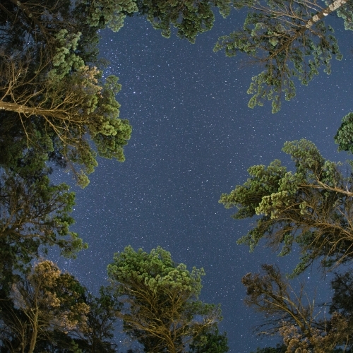 Looking up at starry night sky with trees in foreground