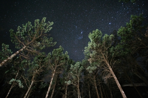 Looking up at starry night sky with trees in foreground - Australian Stock Image