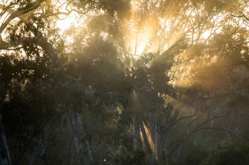 Looking up at sunlight shining through forest trees - Australian Stock Image