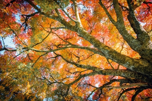 Looking up at the branches and autumn leaves colours of red, orange and yellow - Australian Stock Image