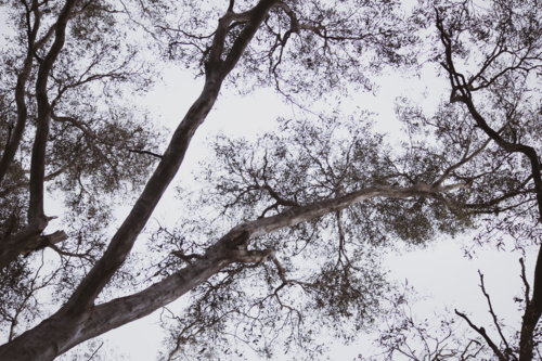 looking up at the gumtree treetops - Australian Stock Image