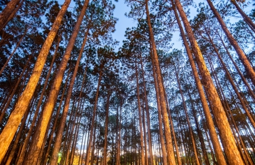 Looking up at trees at night. - Australian Stock Image