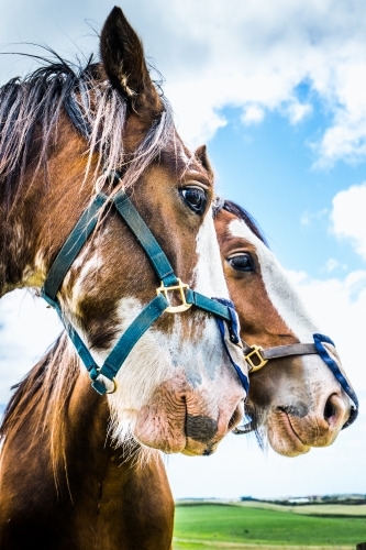 Looking up at two Clydesdale horses with a big blue sky above