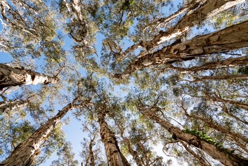 Looking up into the trees treetops towards the  sky - Australian Stock Image