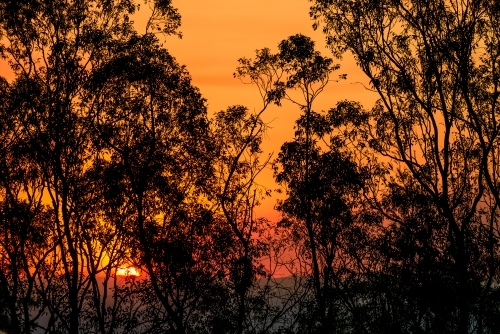 Looking up into tree canopy with dramatic orange sky and setting sun - Australian Stock Image