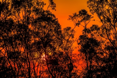 Looking up into tree canopy with dramatic orange sky and sun - Australian Stock Image