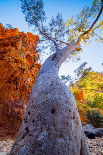 looking up the twisting trunk of outback tree in Northern Territory - Australian Stock Image