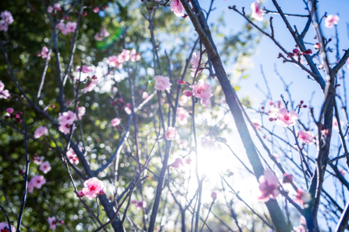 Looking up through blooming pink spring blossoms against sunny sky in Perth, Western Australia - Australian Stock Image