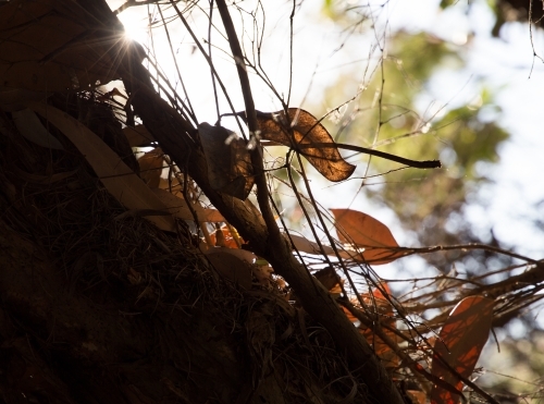 Looking up through dead branches and leaves at the light - Australian Stock Image