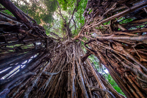 Looking up through the towering tangled roots of the Cathedral Fig Tree. - Australian Stock Image