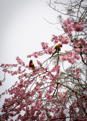 Lorikeets in pink cherry blossoms - Australian Stock Image