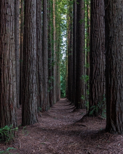lost among the trees at Redwood Forest, Victoria - Australian Stock Image