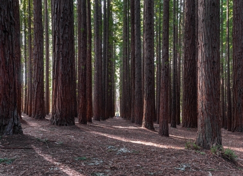 lost among the trees at Redwood Forest, Victoria - Australian Stock Image