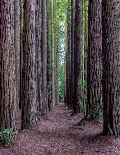 lost among the trees at Redwood Forest, Victoria - Australian Stock Image