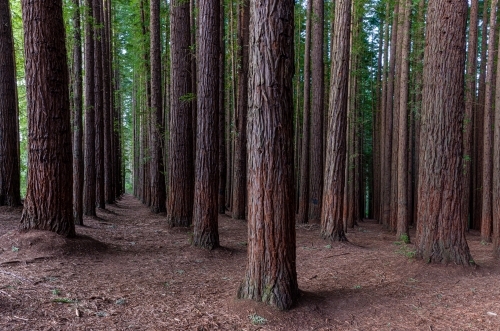 lost among the trees at Redwood Forest, Victoria - Australian Stock Image