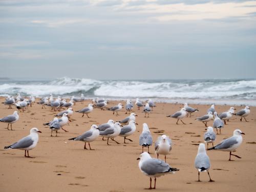 Lots of seagulls standing on a beach with waves behind