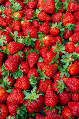 Lots of strawberries - Australian Stock Image