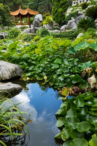 lotus leaves on edges of water with rocks and pavilion in background - Australian Stock Image