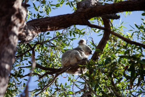 low angle shot of a koala sitting on a branch with trees and clear skies in the background