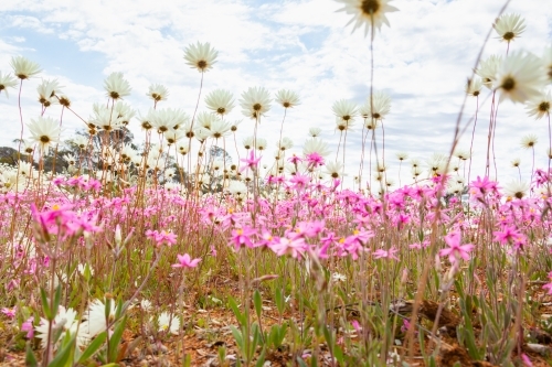 low angle view of everlastings - Australian Stock Image