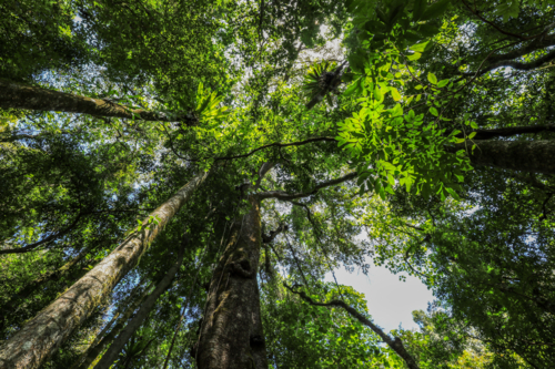 Low angle view of strangler fig rising through rainforest in Copeland Tops, NSW, Australia - Australian Stock Image
