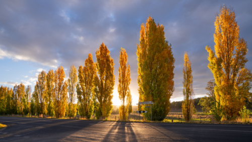 Low angled view of a row of roadside poplars trees in Autumn colours backlit by a setting Sun - Australian Stock Image