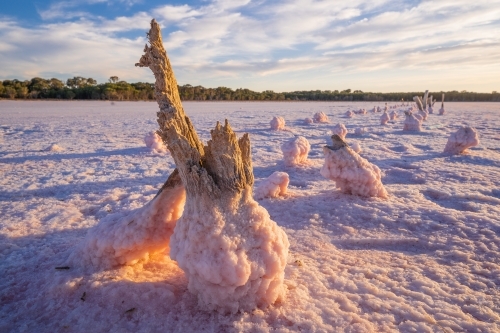 Low angled view of weathered fenceposts in a salt lake encrusted with pink salt crystals - Australian Stock Image