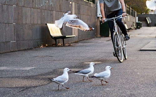 Low Section Of Man Riding Bicycle with Seagulls On Street