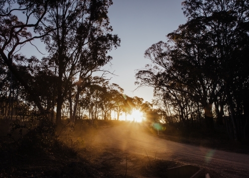 Low sun through silhouetted bushland - Australian Stock Image