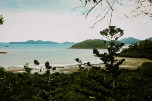 Low tide at Shute Harbour in the Whitsundays - Australian Stock Image