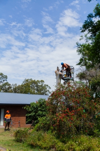 Lumberjack felling a dying gum tree beside a house with care - Australian Stock Image