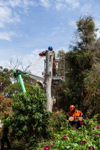 Lumberjack felling a dying gum tree beside a house with care - Australian Stock Image
