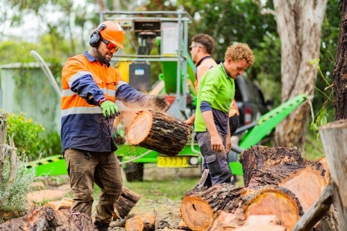 Lumberjack worker throwing log covered in sawdust onto pile - Australian Stock Image