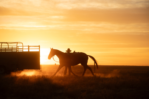 Lunging a stockhorse on sunrise - Australian Stock Image
