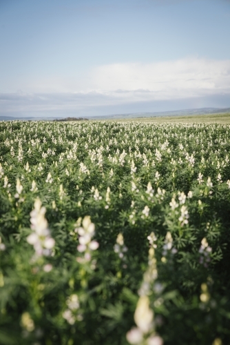 Lupin crop at full flower in the Avon Valley in Western Australia - Australian Stock Image