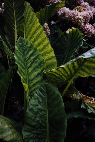 Luscious Leaves - Australian Stock Image